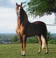 Paso fino